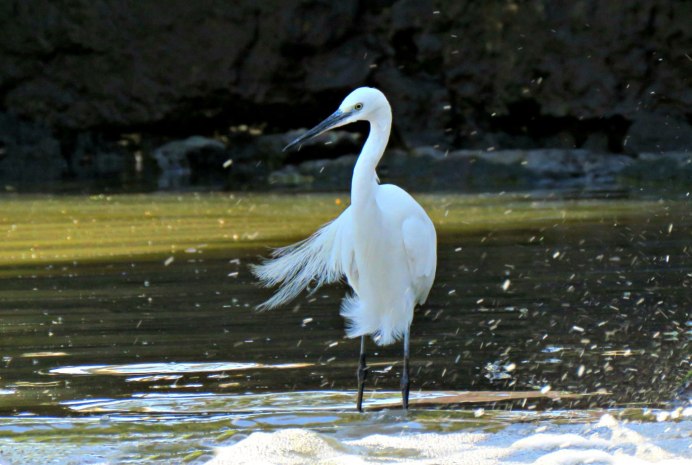 Маленькая белая цапля