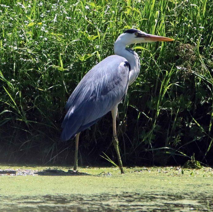 Астраханский заповедник малая белая цапля
