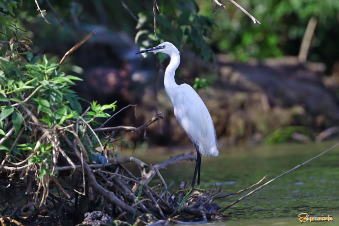 Астраханский заповедник малая белая цапля
