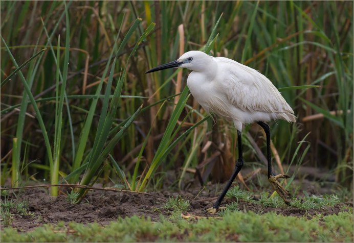 Карликовая цапля