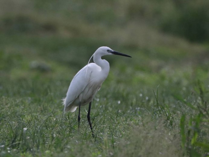 Малая голубая цапля