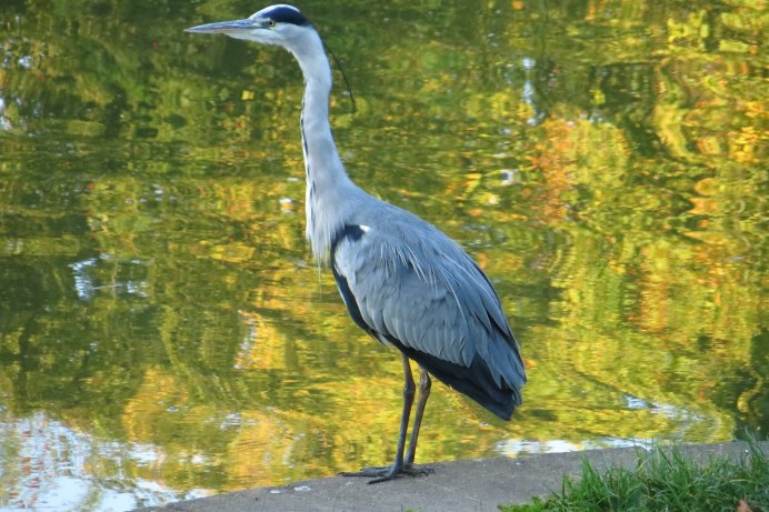 Карликовая цапля