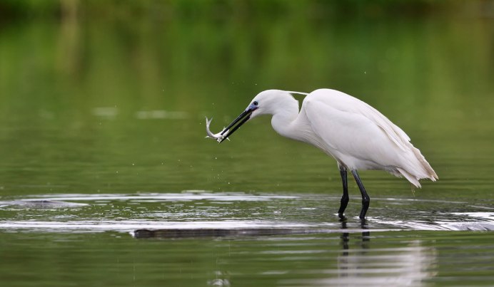 Птица серая цапля