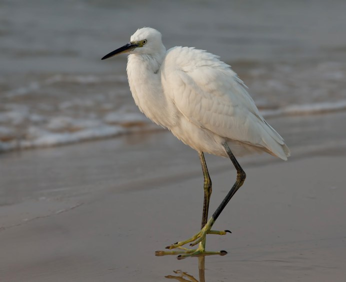 Малая белая цапля
