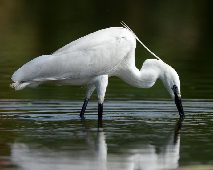 Астраханский заповедник малая белая цапля