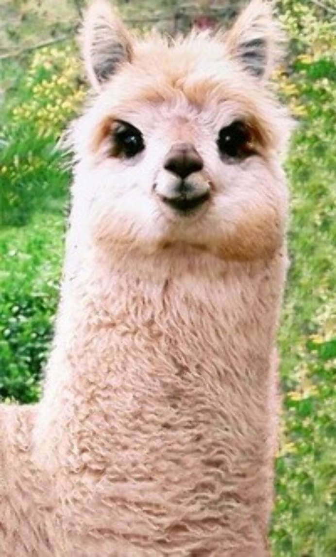 War llama