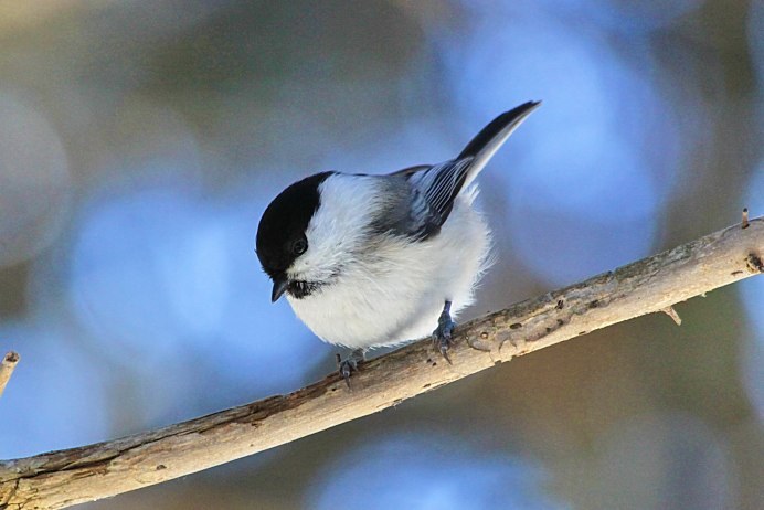 Сероголовая гаичка (Poecile cinctus)