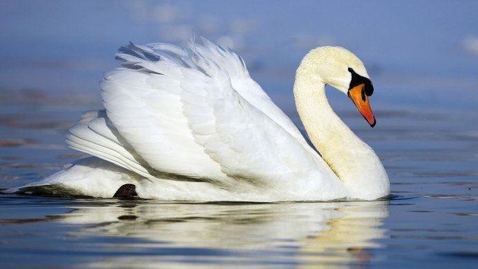 Seven Swans