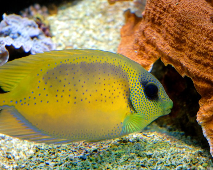 Acanthurus pyroferus