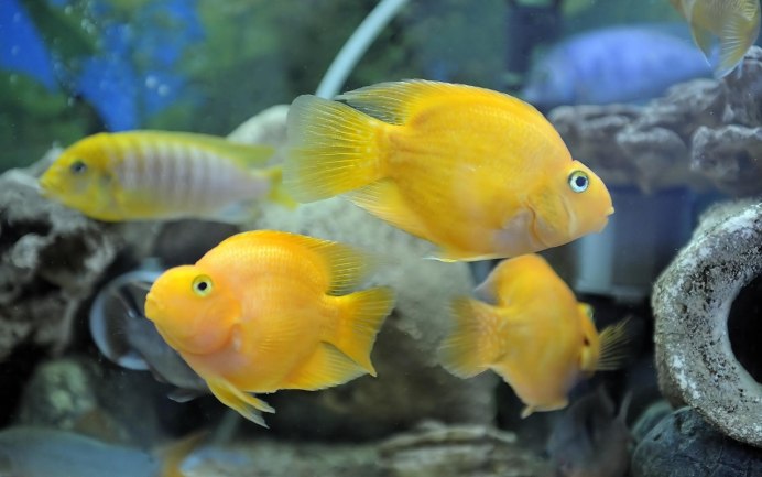 Some Fish