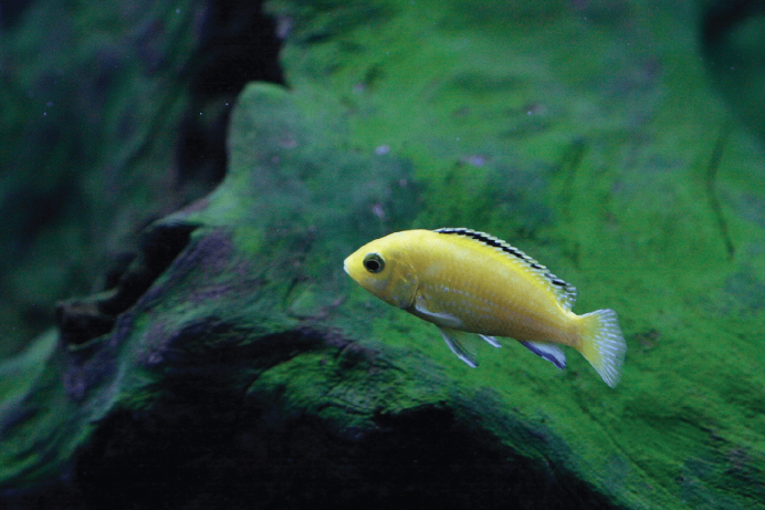 Chaetodon speculum