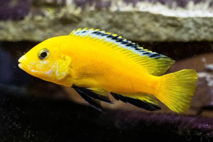 Fangtooth Fish