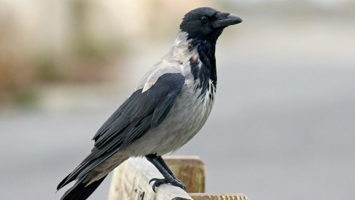 Серая ворона – Corvus cornix