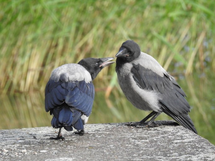 Галка обыкновенная ‒ Corvus monedula