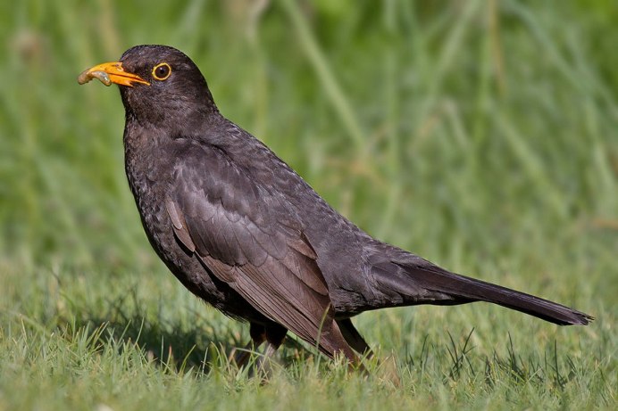 Blackbird птица