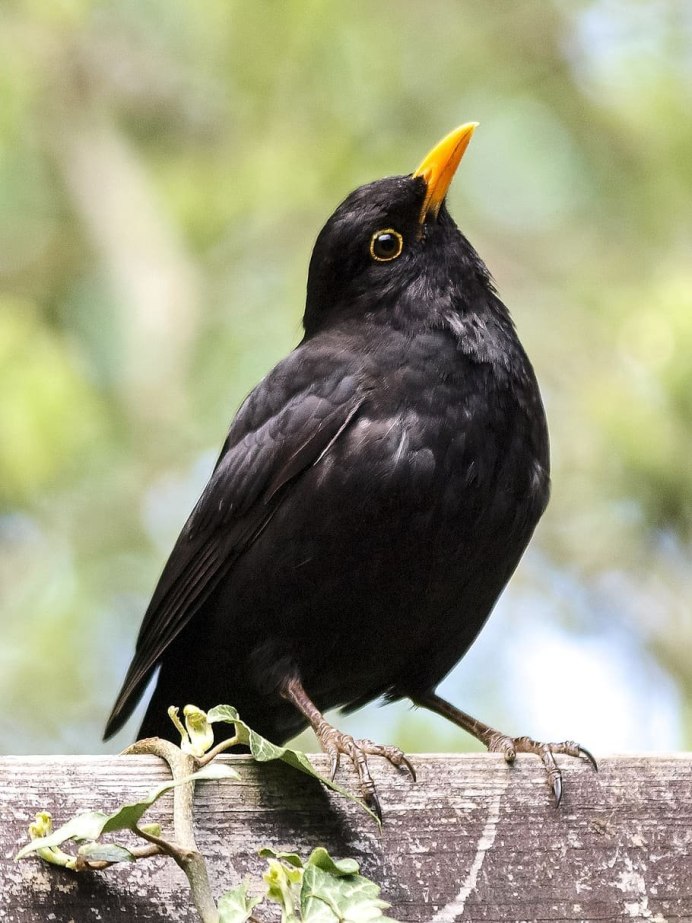 Кулик-сорока Haematopus ostralegus