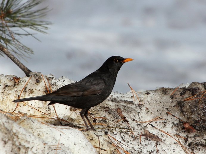 Черный Дрозд прикольные фото