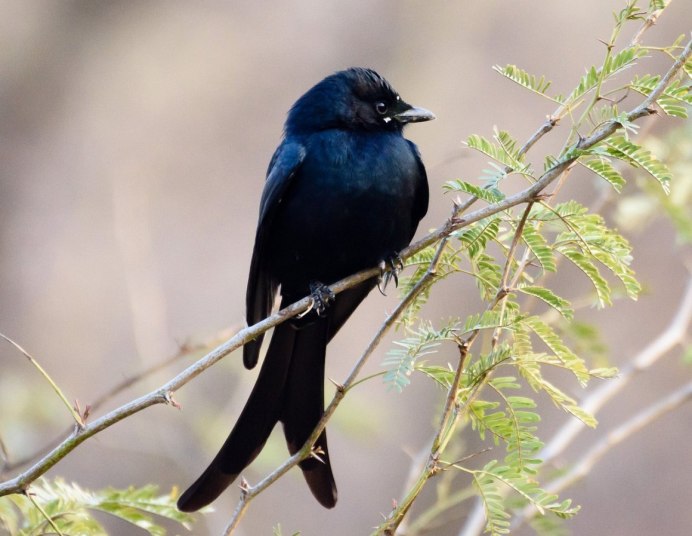 Turdus Merula группа