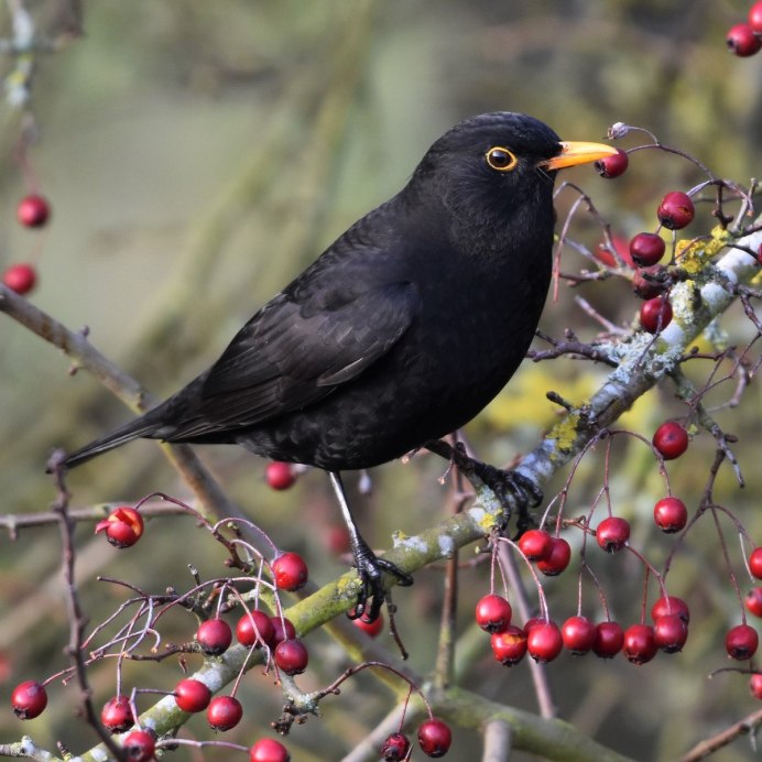 Птицы Абхазии чёрный Дрозд