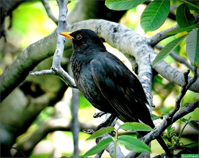 Blackbird черный Дрозд