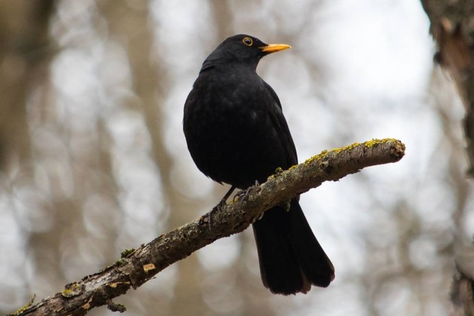 Желтоклювый Дрозд