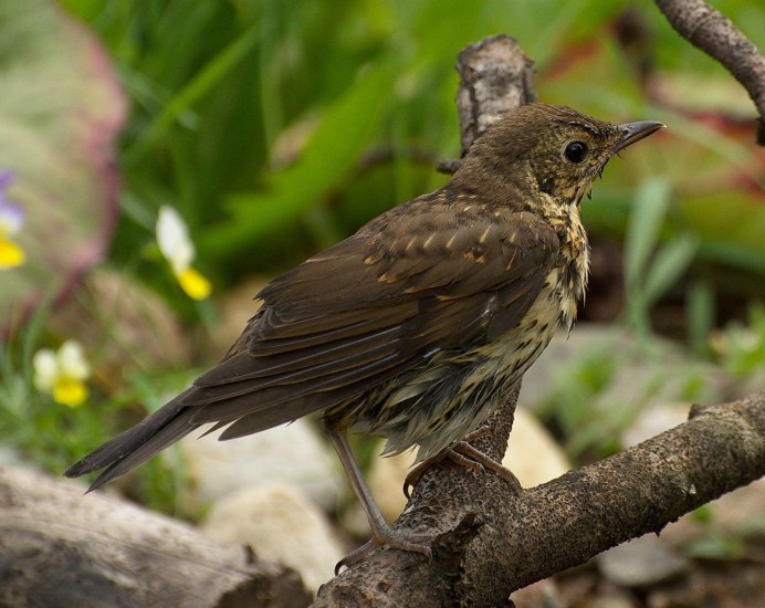 Черный певчий Дрозд