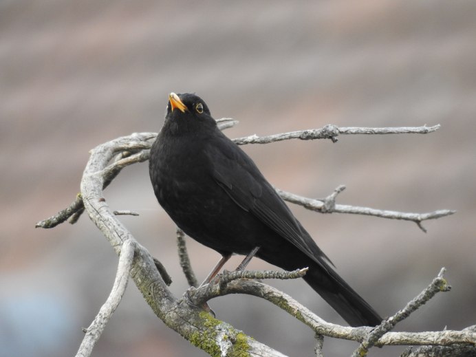 Дрозд чёрный (turdus Merula)