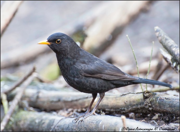 Желтоклювый Дрозд