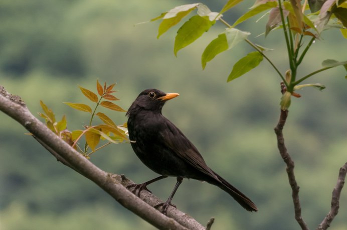 Соловей черного цвета