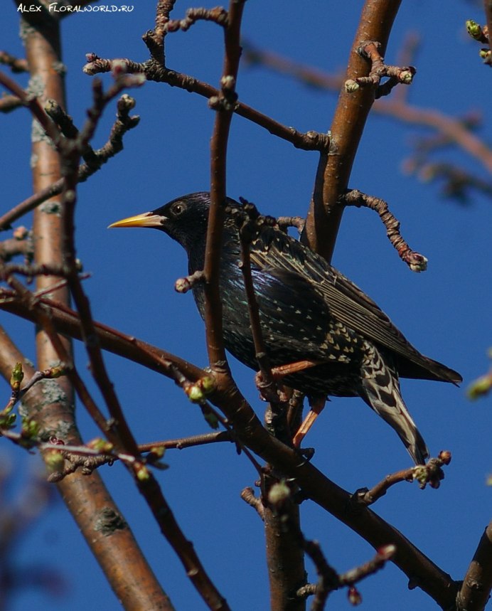 Дрозд крапивник