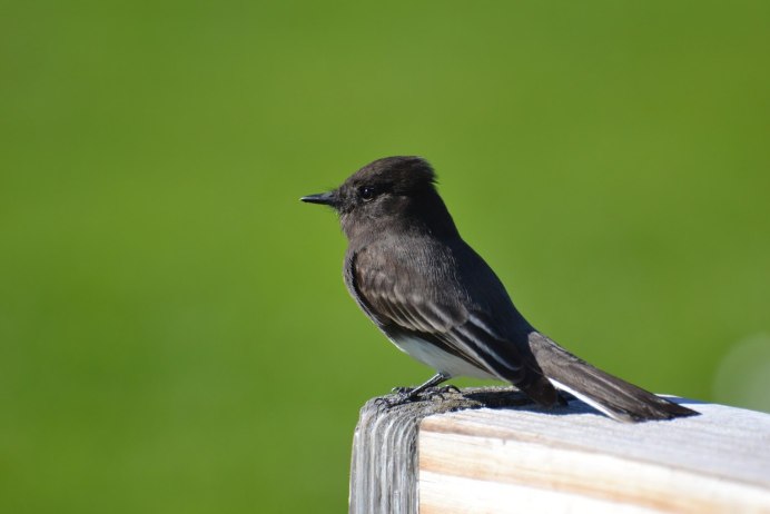 Черный певчий Дрозд