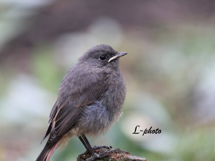 Золотистый Дрозд