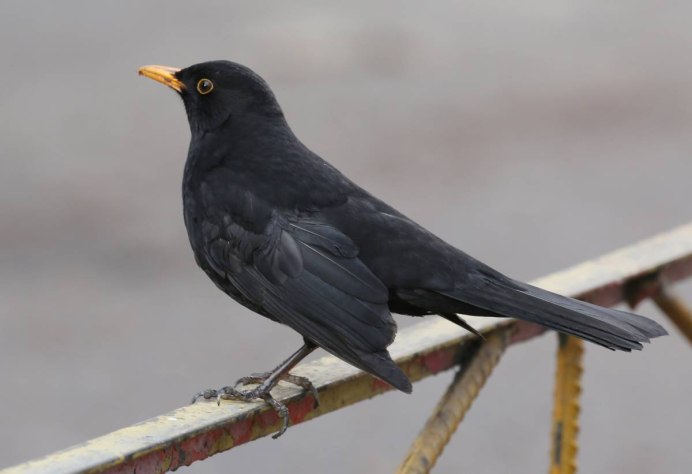 Черный Дрозд