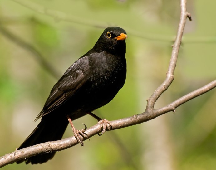 Желтоклювый Дрозд