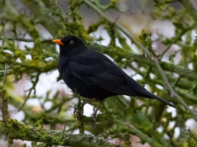 Желтоклювый Дрозд