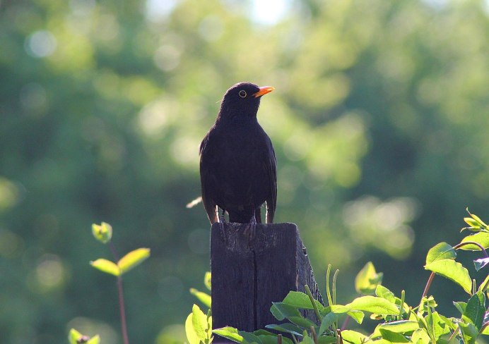 Дрозд чёрный (turdus Merula)