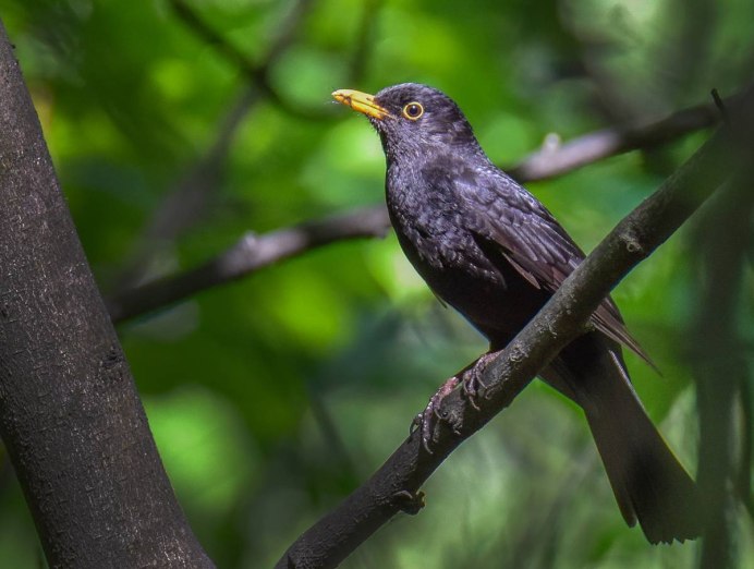 Фото вороны птицы