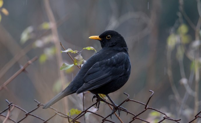 Птицы Подмосковья Дрозд Соловей