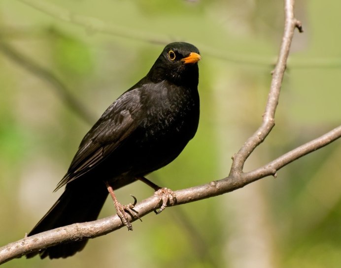 Дрозд чёрный (turdus Merula) 4к