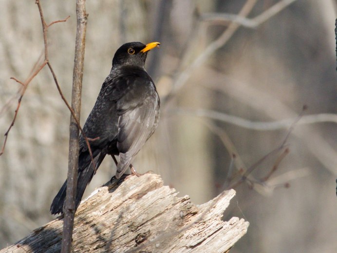 Дрозд на ветке