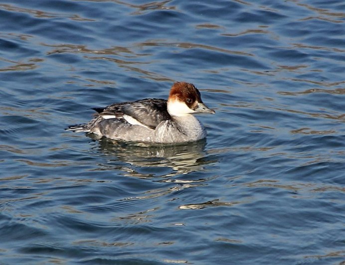 Луток (Mergus albellus