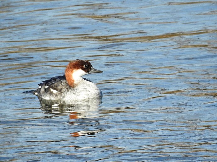 Луток (Mergus albellus
