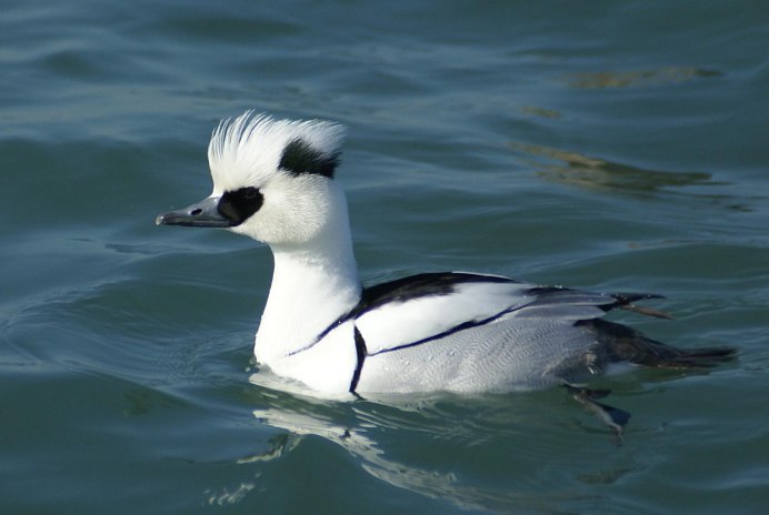 Mergellus albellus