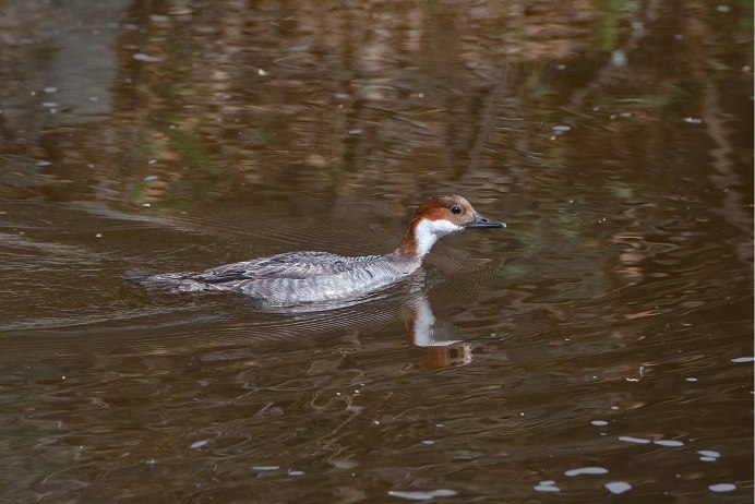 Mergellus albellus