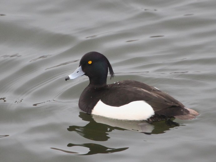 Mergellus albellus