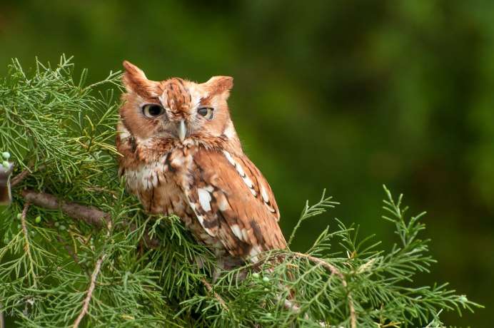 Рыжая неясыть