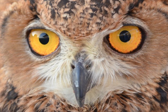 Совы Тито Альба