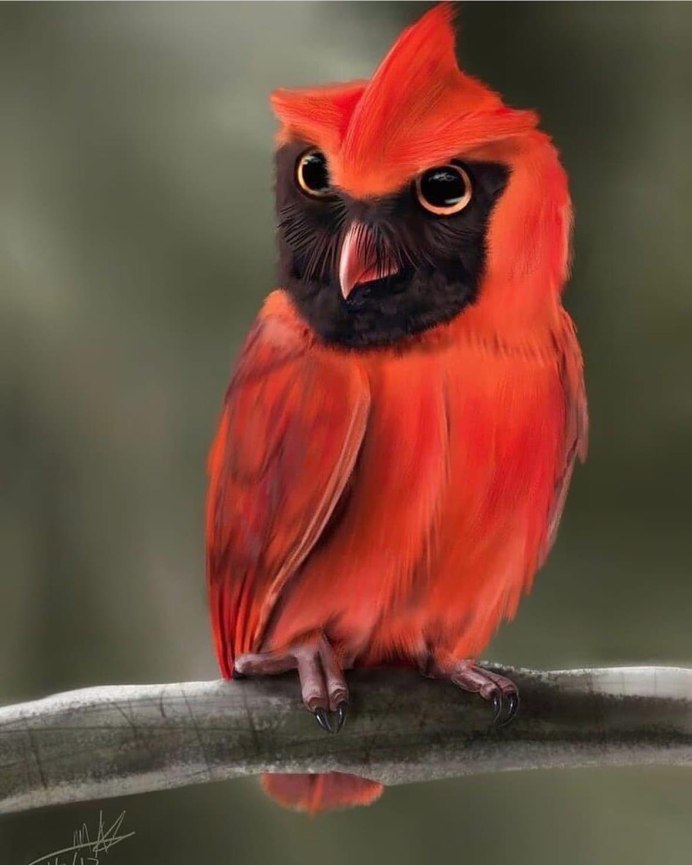 Мадагаскарская красная сипуха