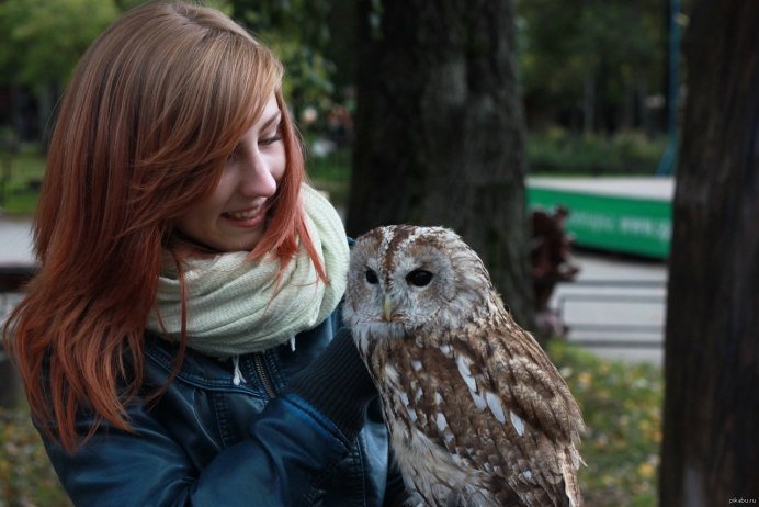 Сова коричневая