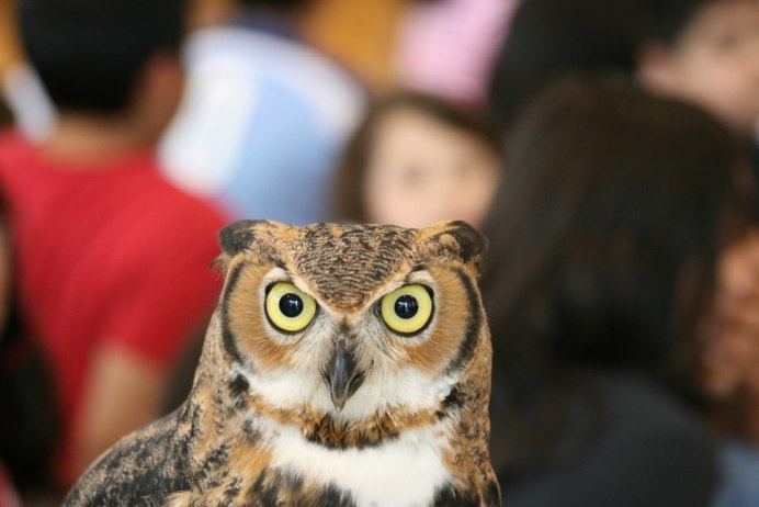 Рыжая неясыть